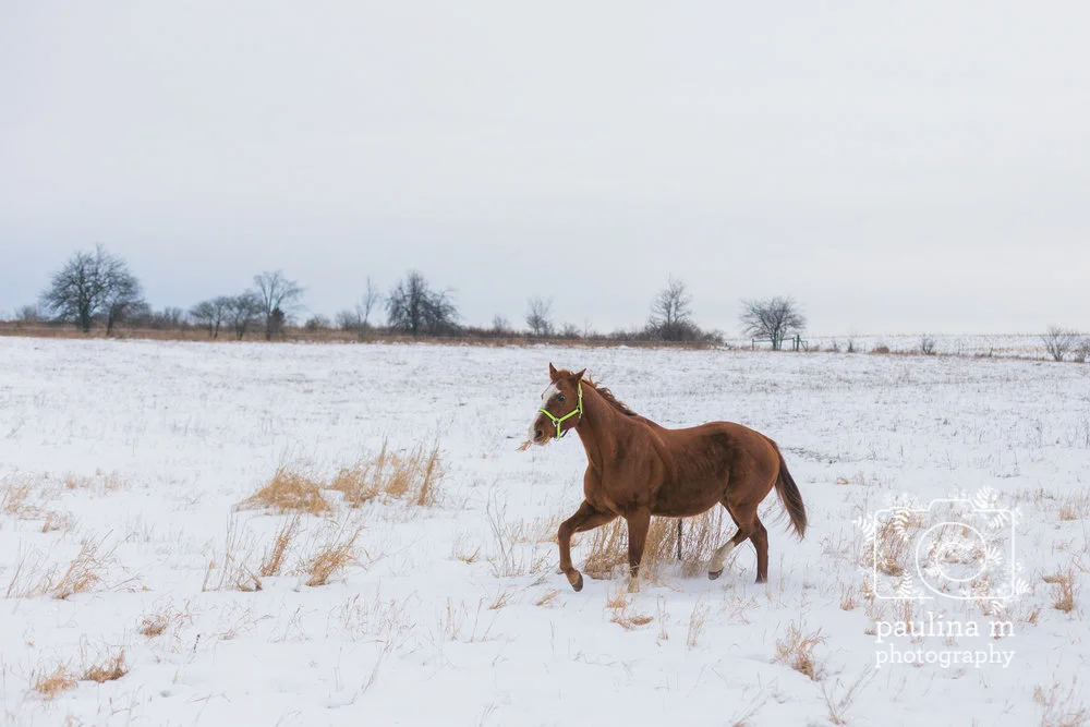 redemptionranch_paulinamphoto-13.jpg