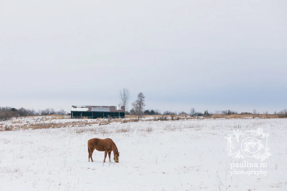 redemptionranch_paulinamphoto-16.jpg