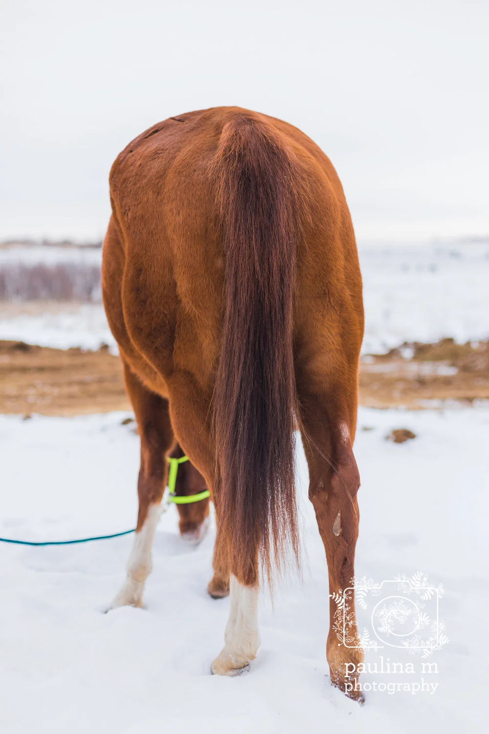 redemptionranch_paulinamphoto-53.jpg