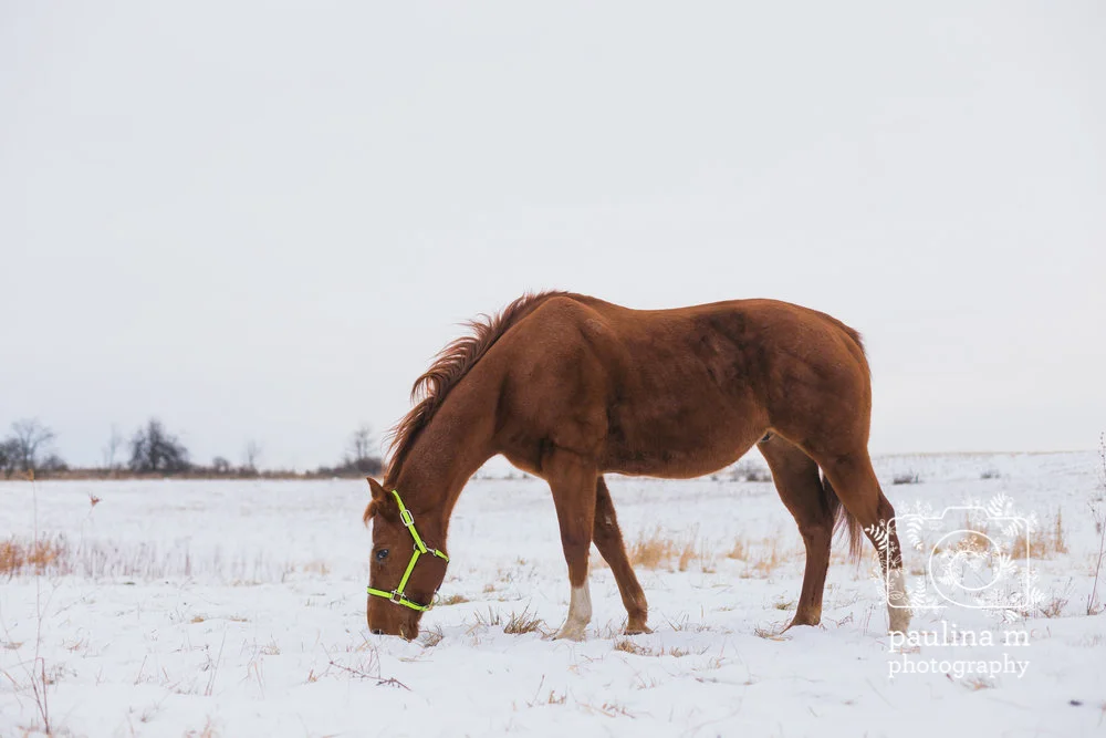 redemptionranch_paulinamphoto-133.jpg