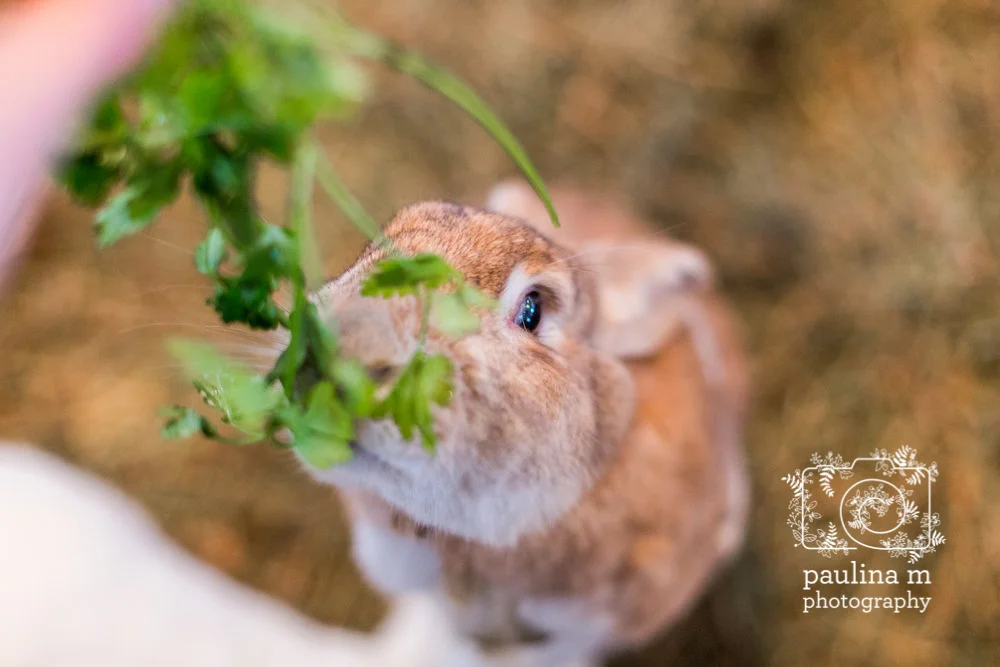 faunaanimalsanctuary_paulinamphoto-137.jpg