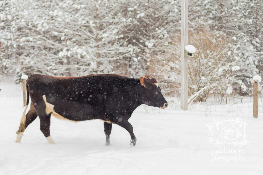 faunaanimalsanctuary_paulinamphoto-194.jpg