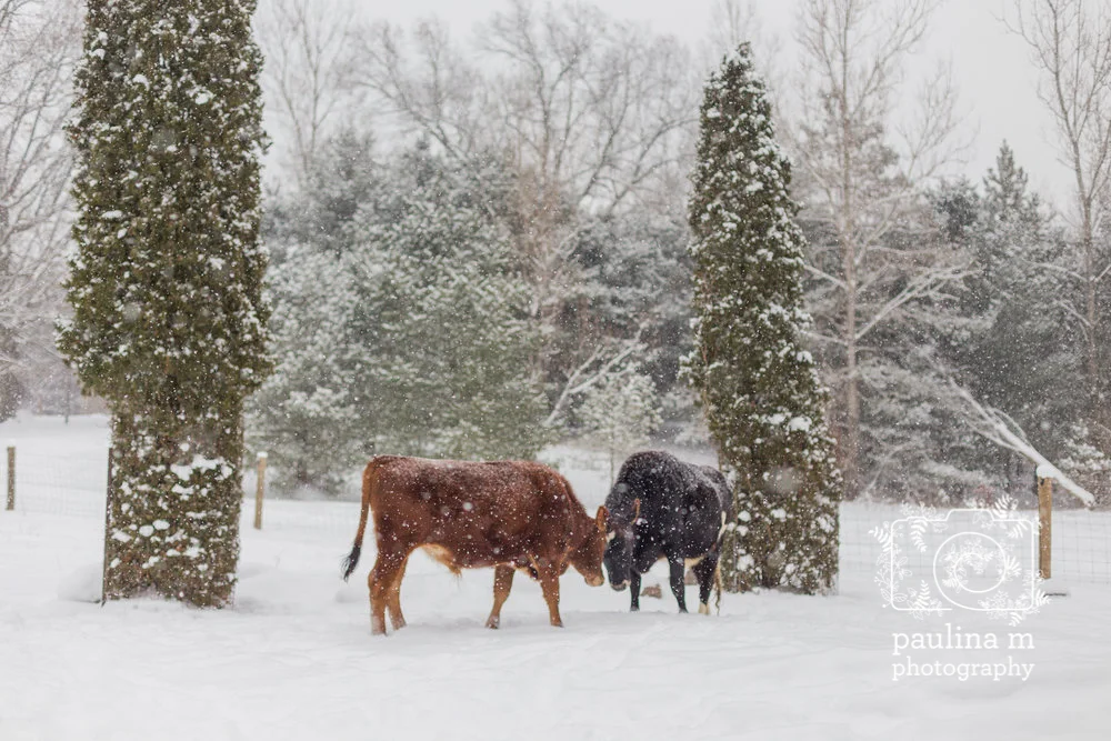 faunaanimalsanctuary_paulinamphoto-270.jpg