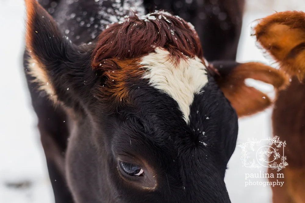 faunaanimalsanctuary_paulinamphoto-302.jpg
