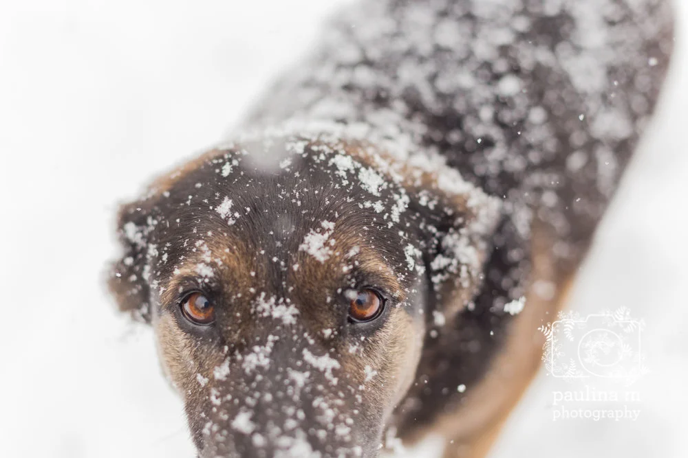 faunaanimalsanctuary_paulinamphoto-384.jpg