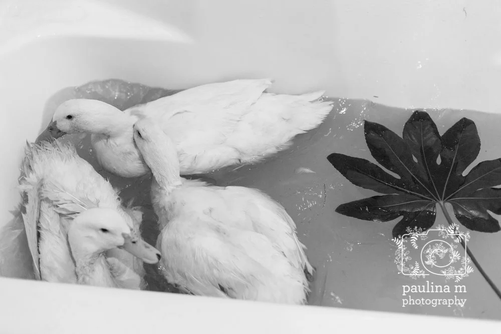 faunaanimalsanctuary_paulinamphoto-419.jpg