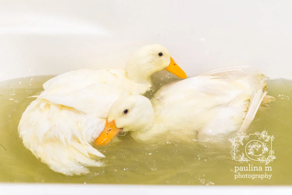 faunaanimalsanctuary_paulinamphoto-440.jpg