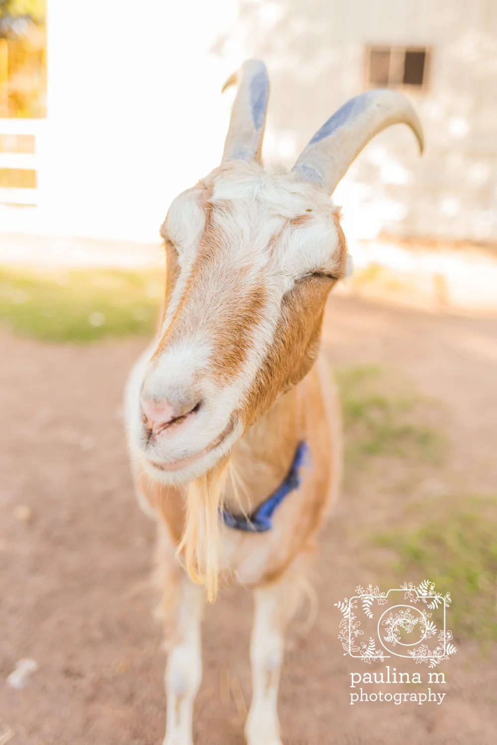 goatswithhorns_paulinamphoto-43.jpg