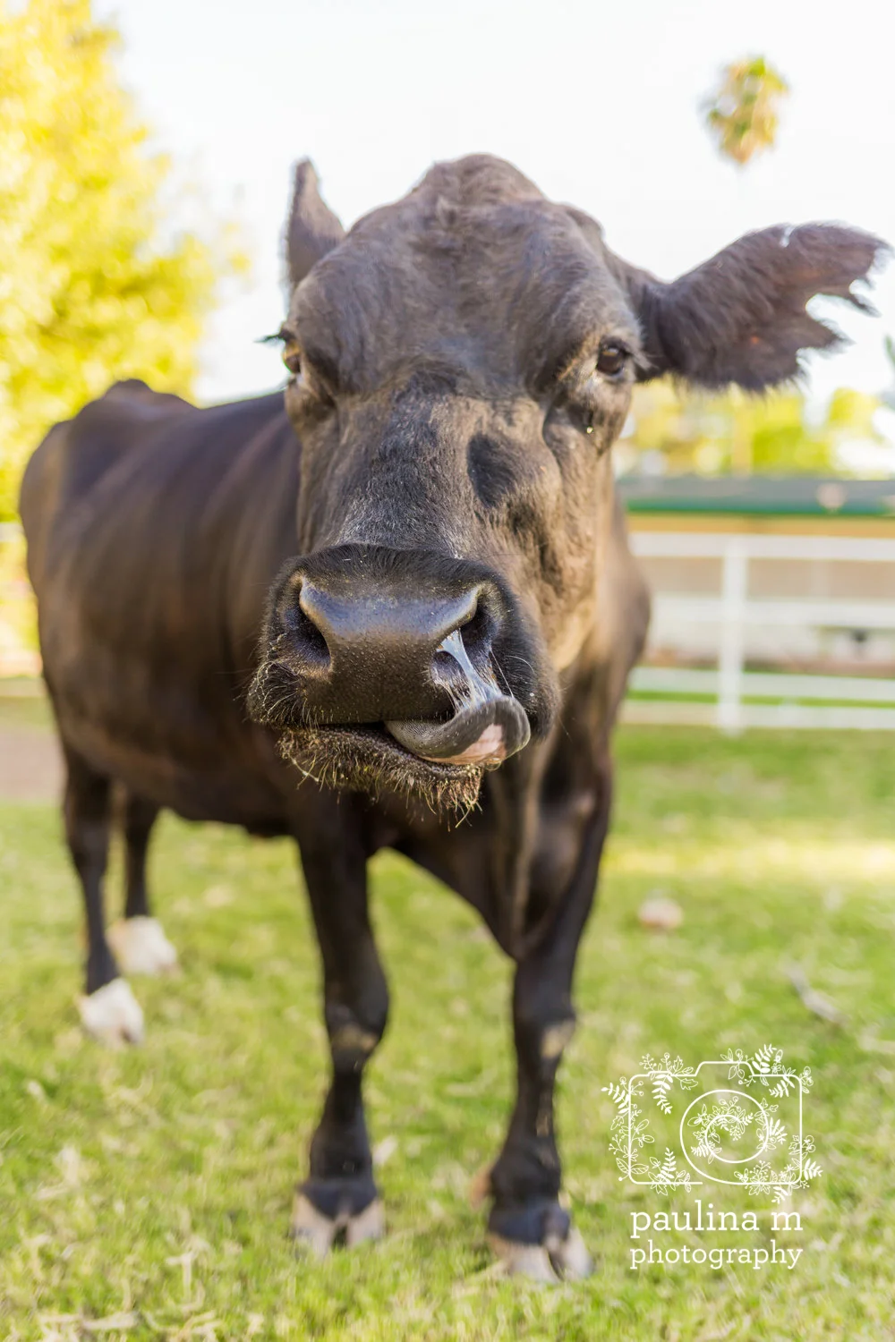 goatswithhorns_paulinamphoto-92.jpg