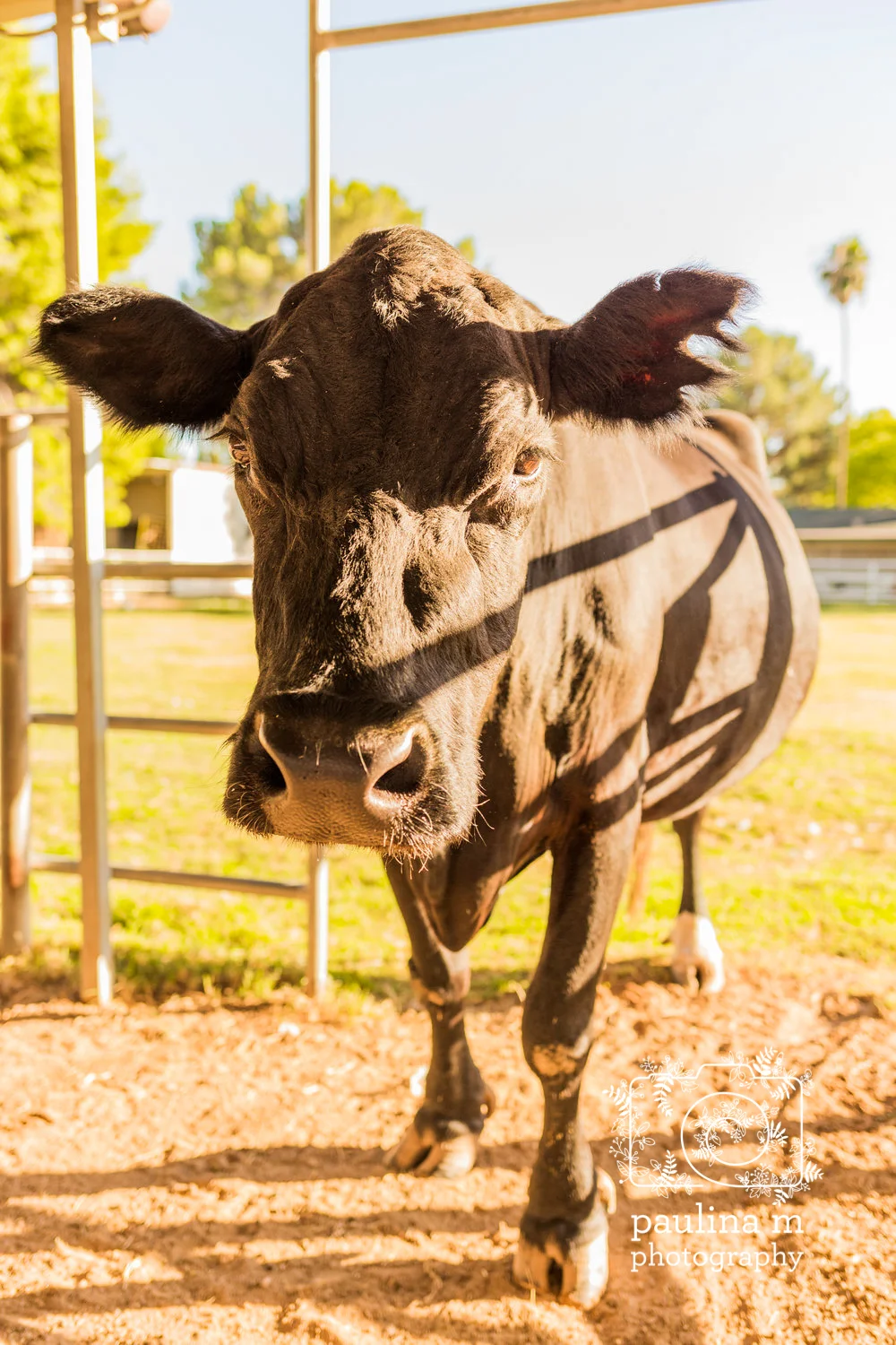 goatswithhorns_paulinamphoto-124.jpg