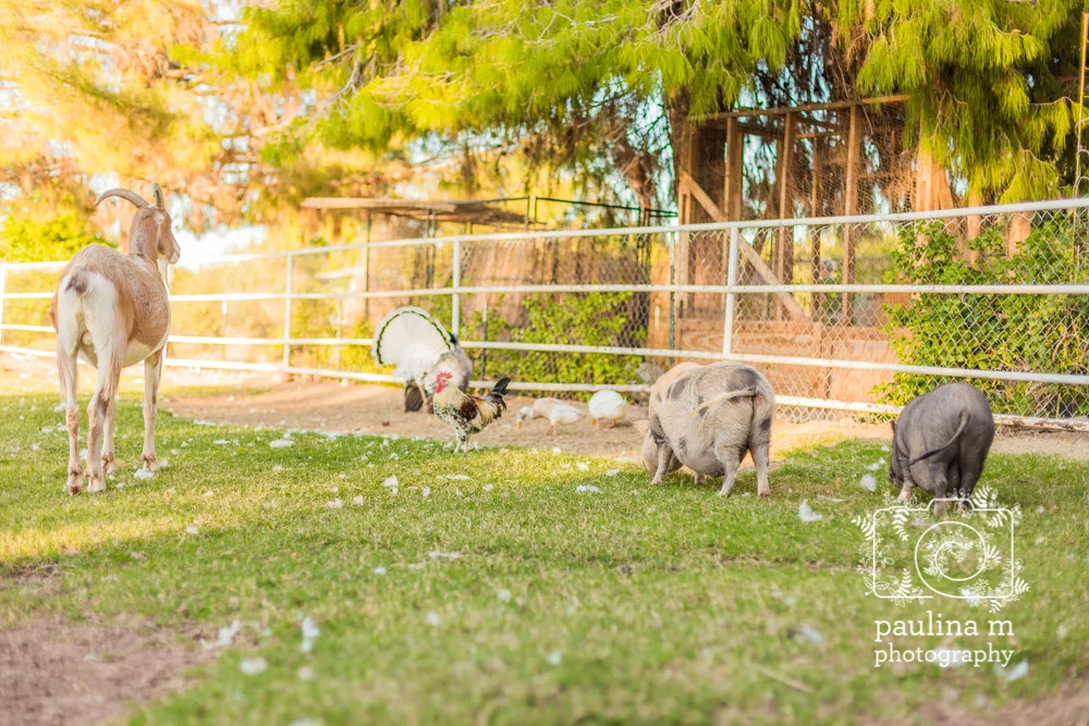 goatswithhorns_paulinamphoto-263.jpg