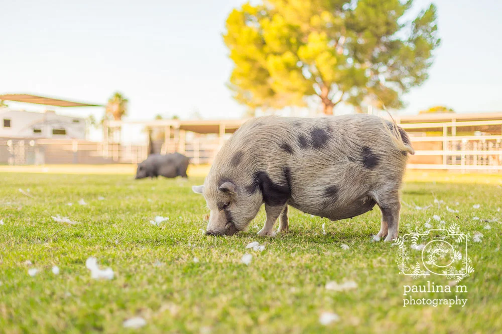 goatswithhorns_paulinamphoto-286.jpg