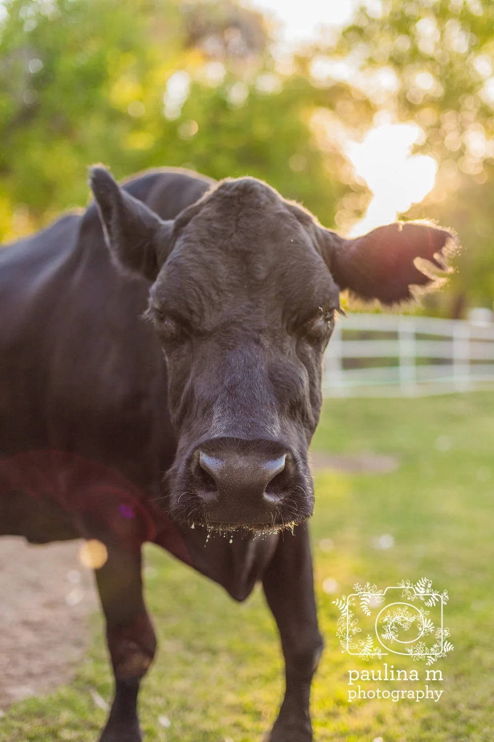 goatswithhorns_paulinamphoto-297.jpg