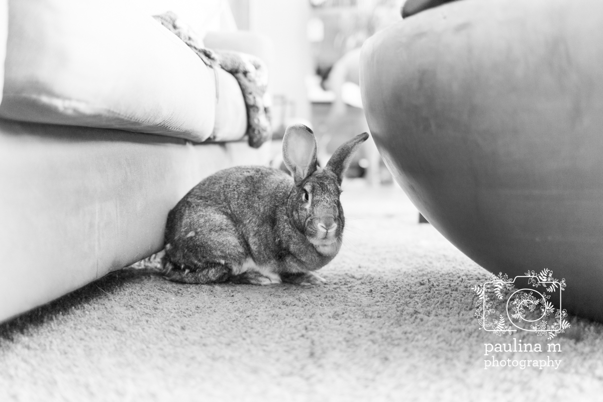 kanda_site_paulinamphotography20.jpg