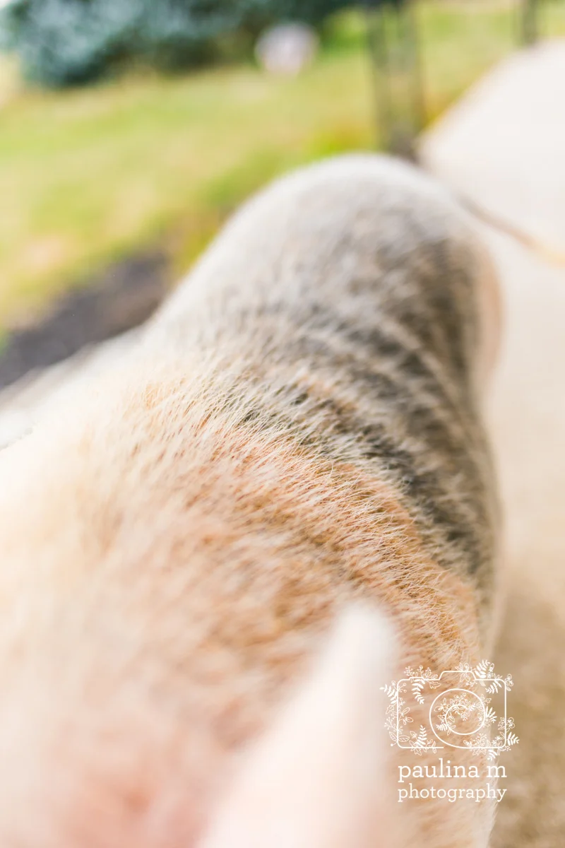 kanda_site_paulinamphotography21.jpg
