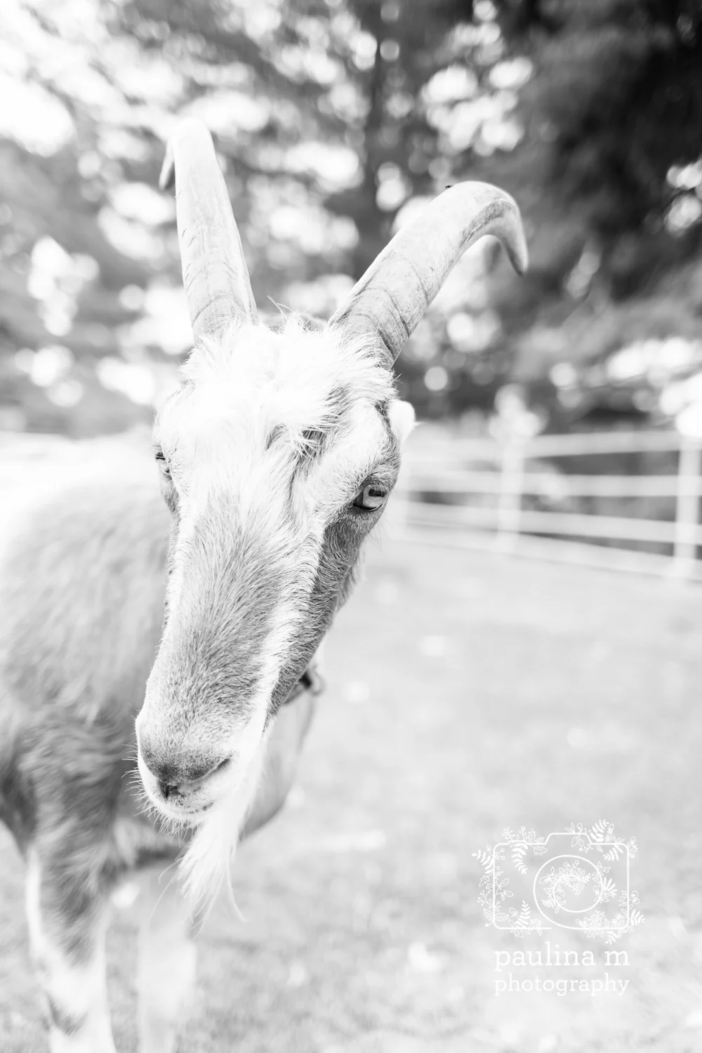 goatswithhorns_paulinamphotography21.jpg