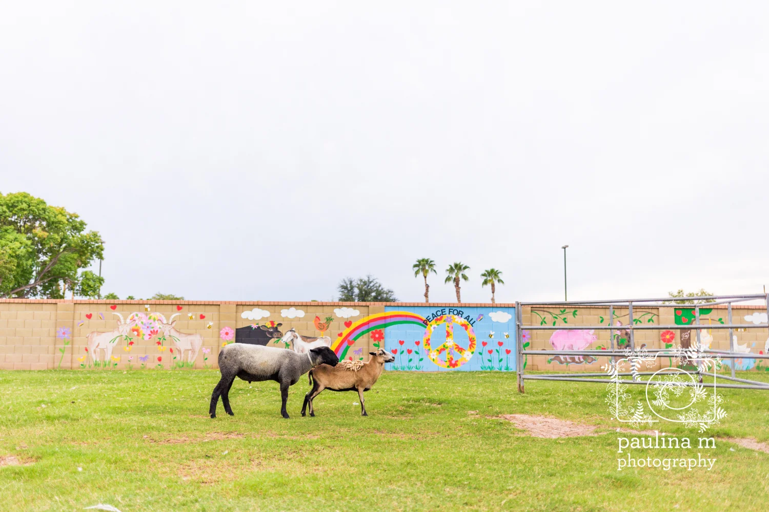 goatswithhorns_paulinamphotography26.jpg