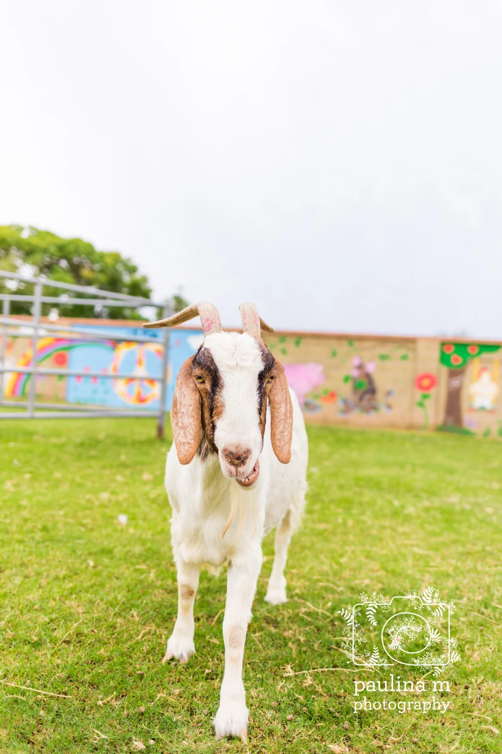 goatswithhorns_paulinamphotography29.jpg