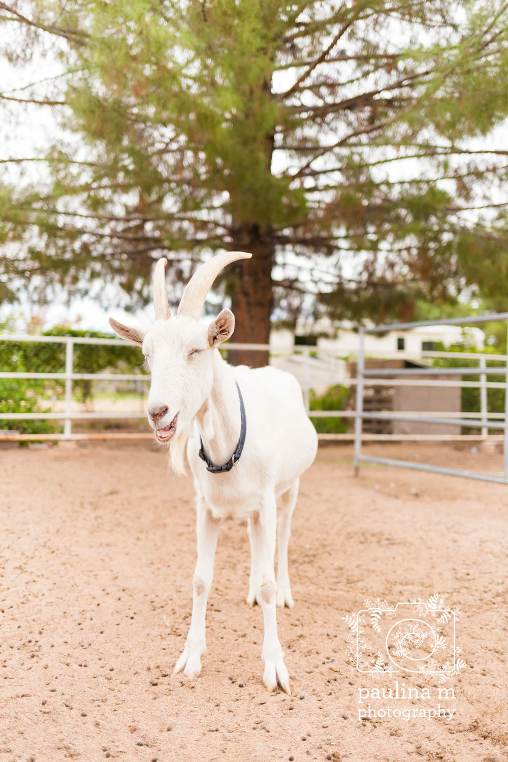 goatswithhorns_paulinamphotography54.jpg