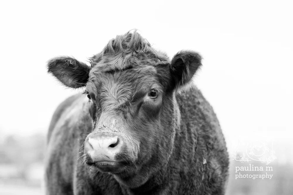 goodacressanctuary_paulinamphotography15.jpg