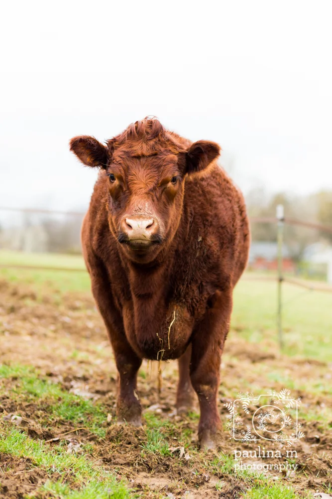goodacressanctuary_paulinamphotography21.jpg