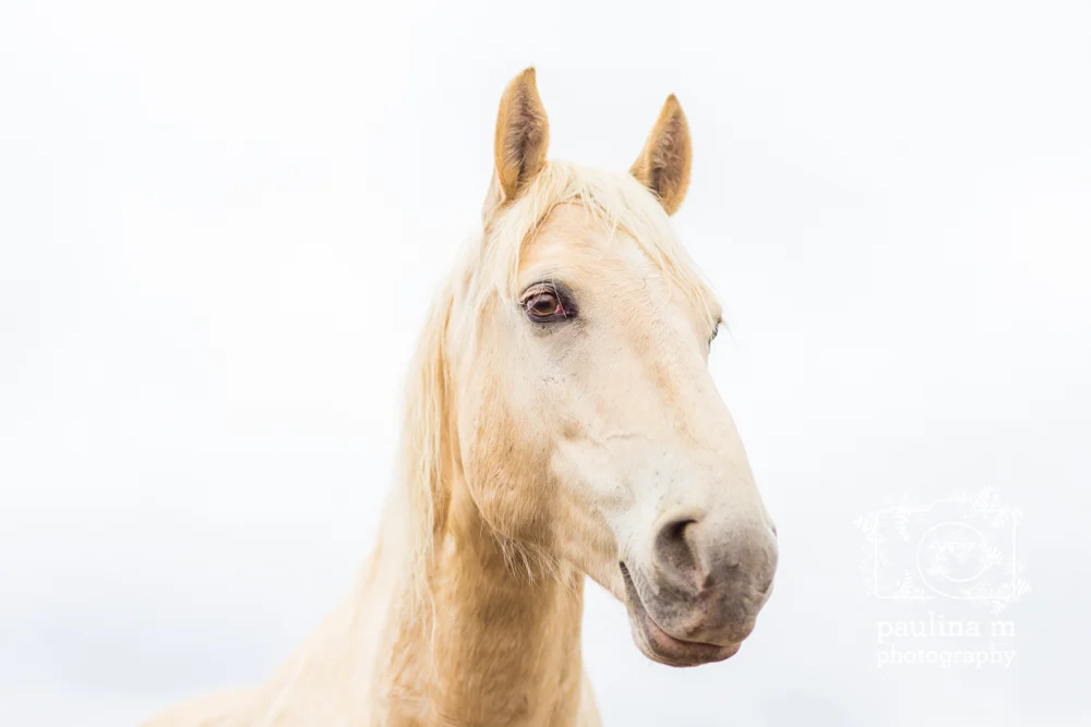 goodacressanctuary_paulinamphotography60.jpg