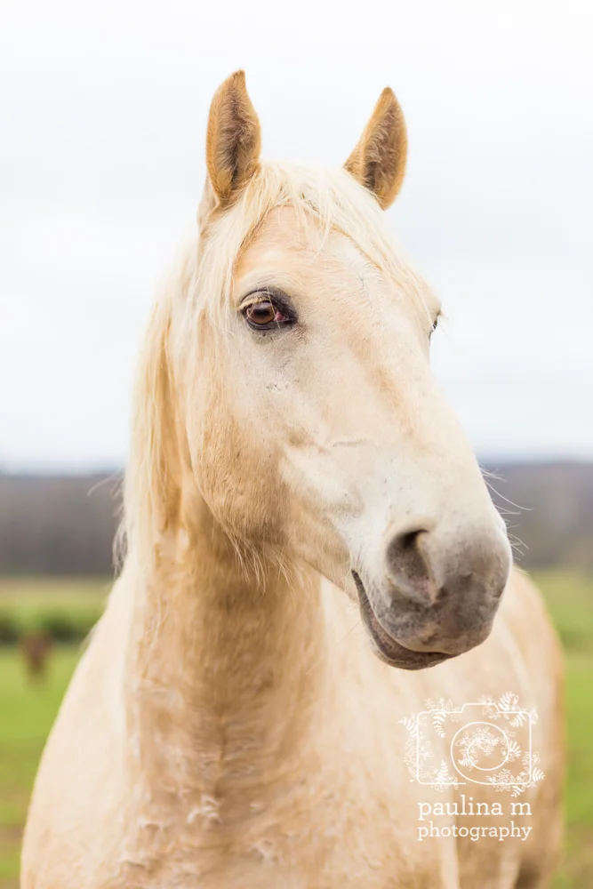 goodacressanctuary_paulinamphotography64.jpg