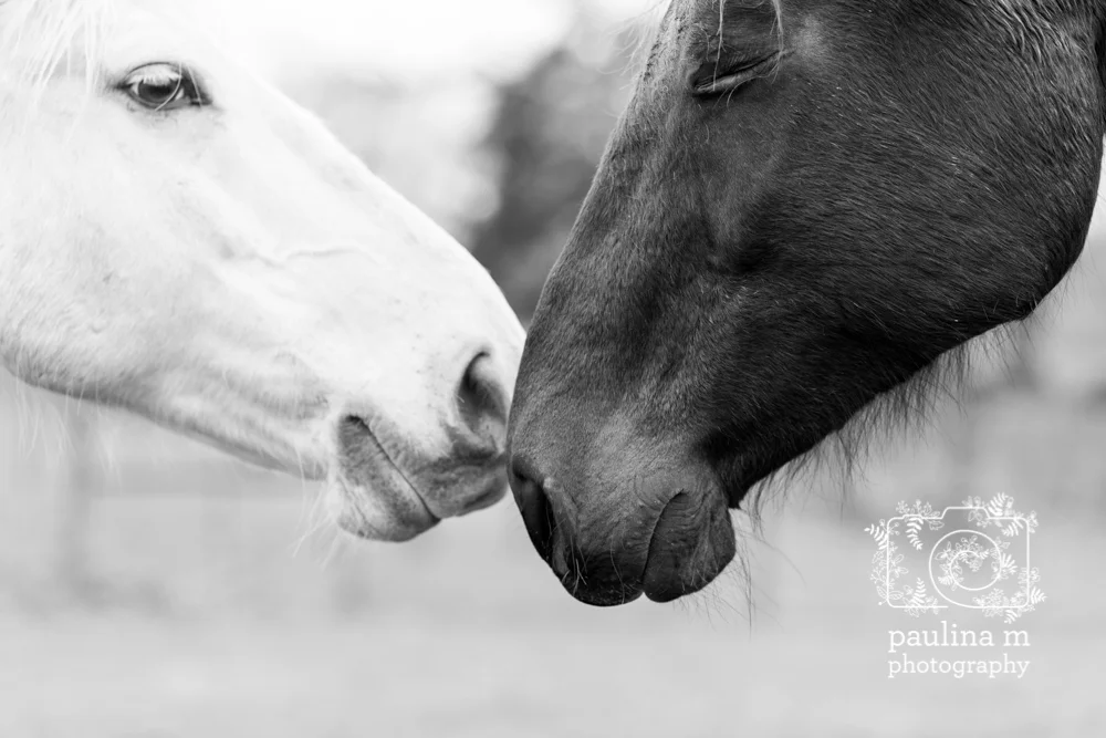 goodacressanctuary_paulinamphotography70.jpg
