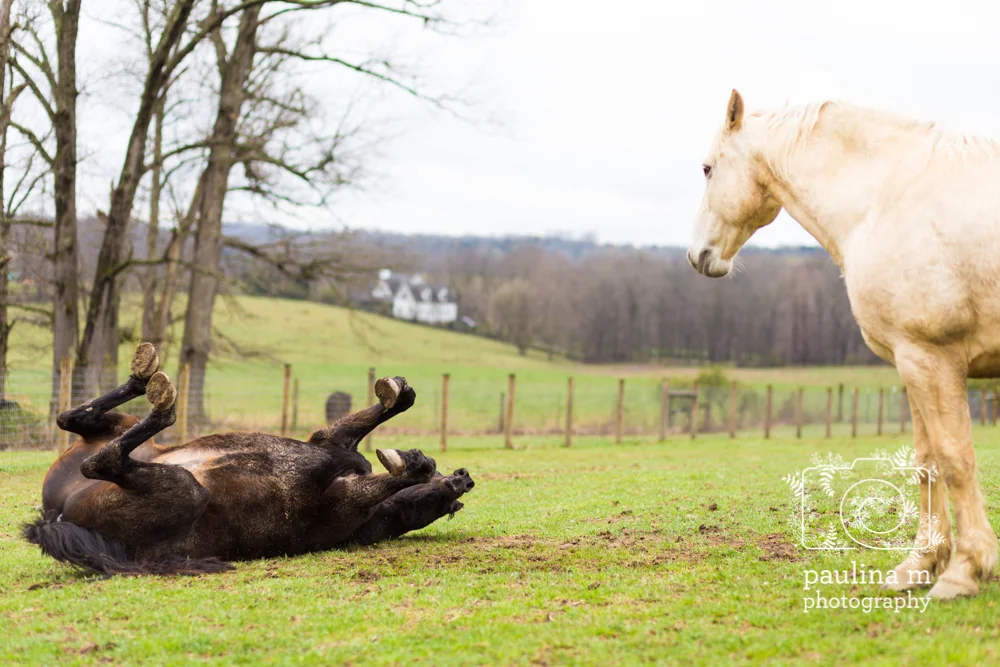 goodacressanctuary_paulinamphotography74.jpg