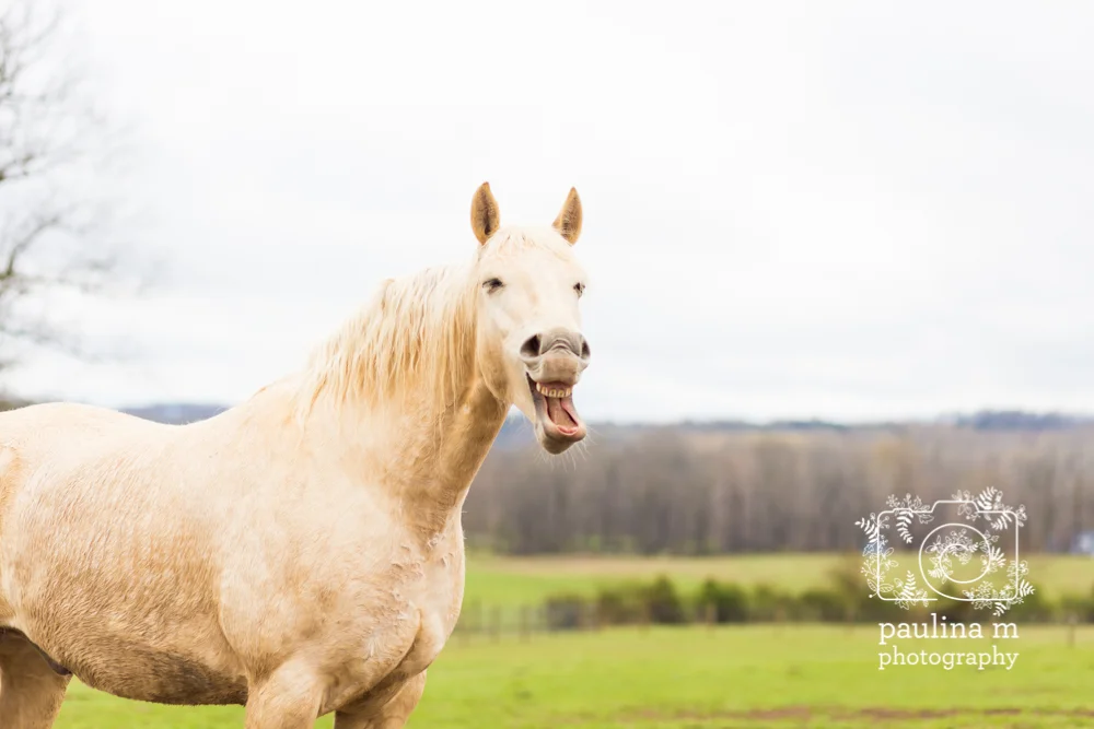 goodacressanctuary_paulinamphotography92.jpg