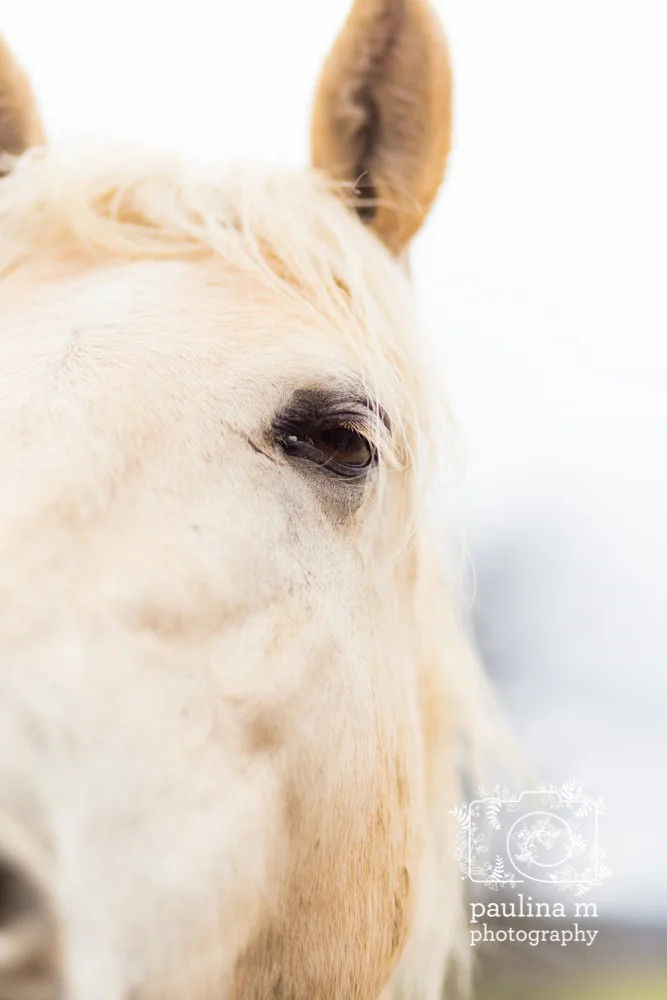 goodacressanctuary_paulinamphotography97.jpg