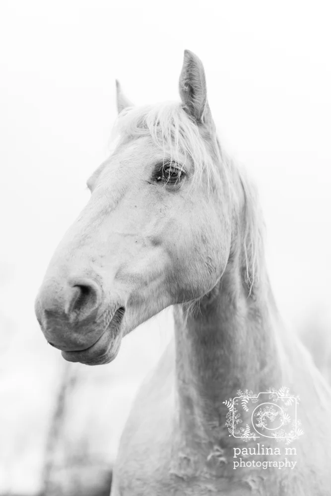 goodacressanctuary_paulinamphotography107.jpg