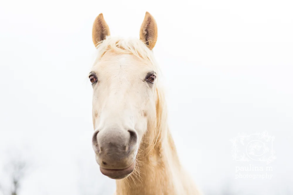 goodacressanctuary_paulinamphotography109.jpg