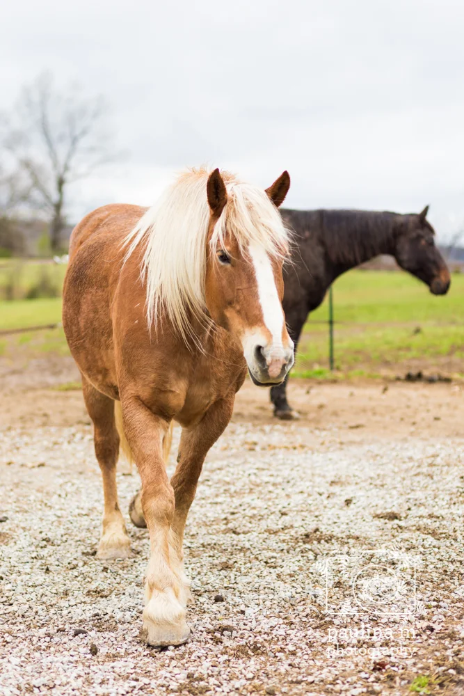 goodacressanctuary_paulinamphotography111.jpg