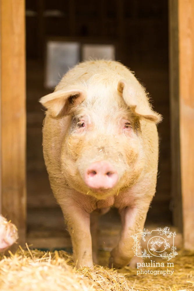 goodacressanctuary_paulinamphotography125.jpg