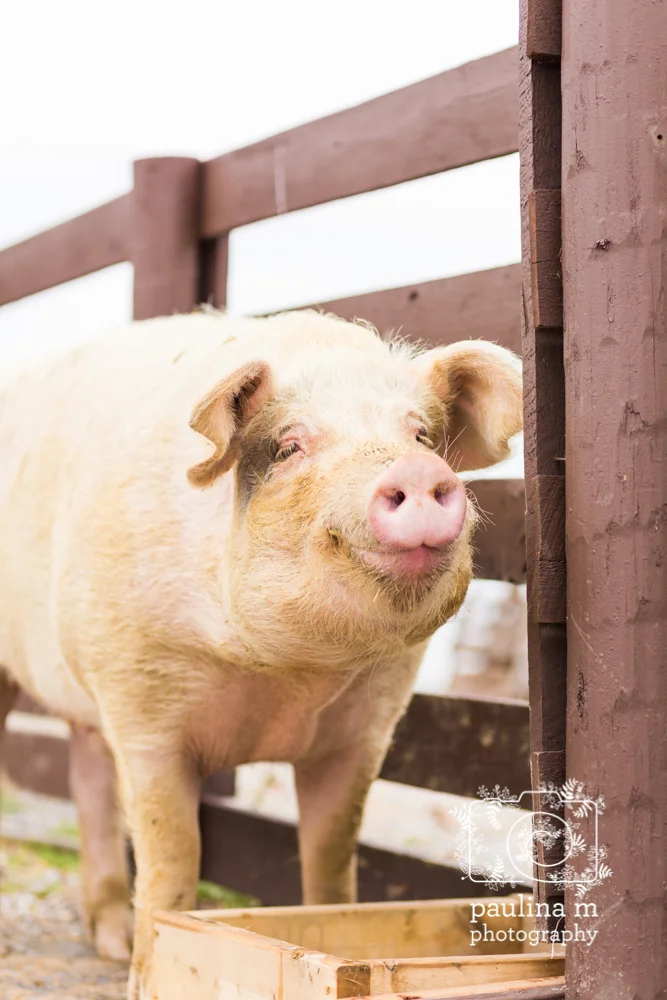 goodacressanctuary_paulinamphotography140.jpg