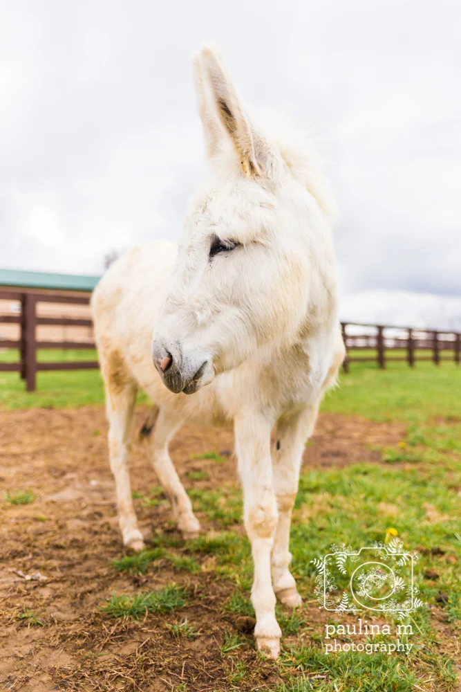 goodacressanctuary_paulinamphotography253.jpg