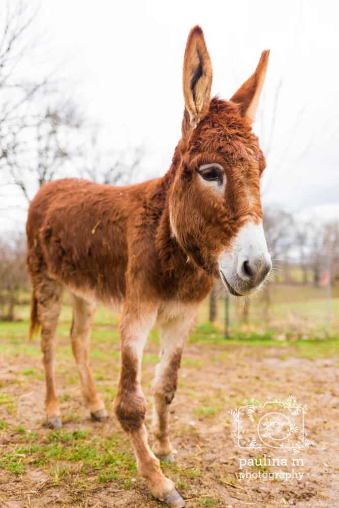 goodacressanctuary_paulinamphotography274.jpg