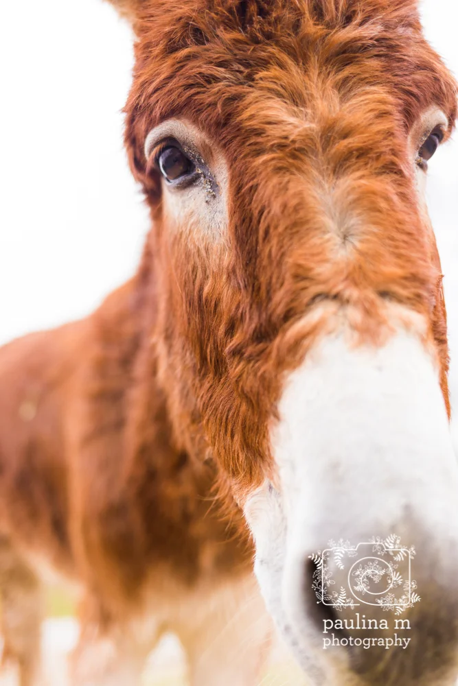 goodacressanctuary_paulinamphotography291.jpg