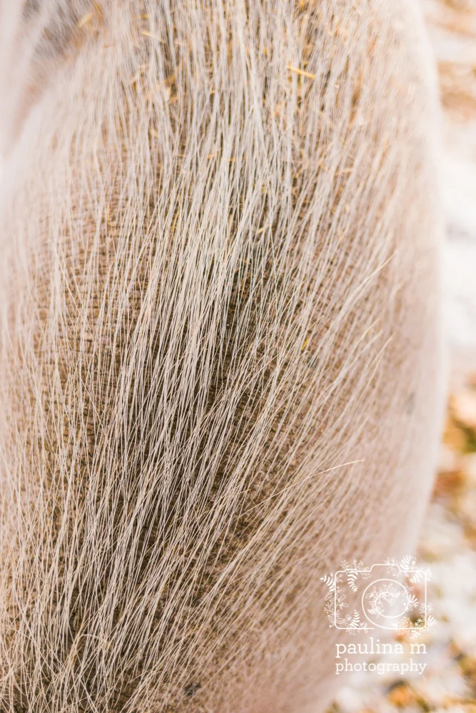 dominion_paulinamphotography50.jpg