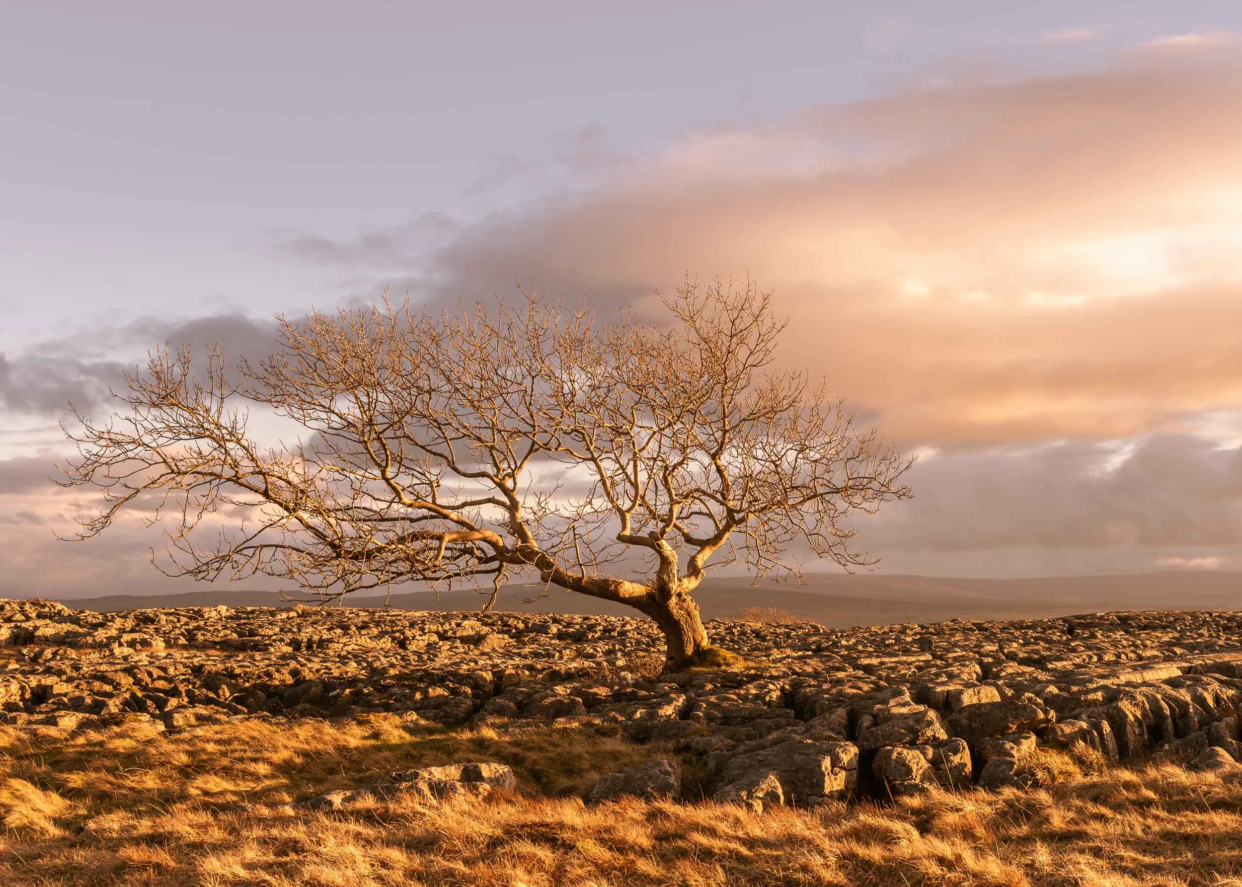 lone tree sunset