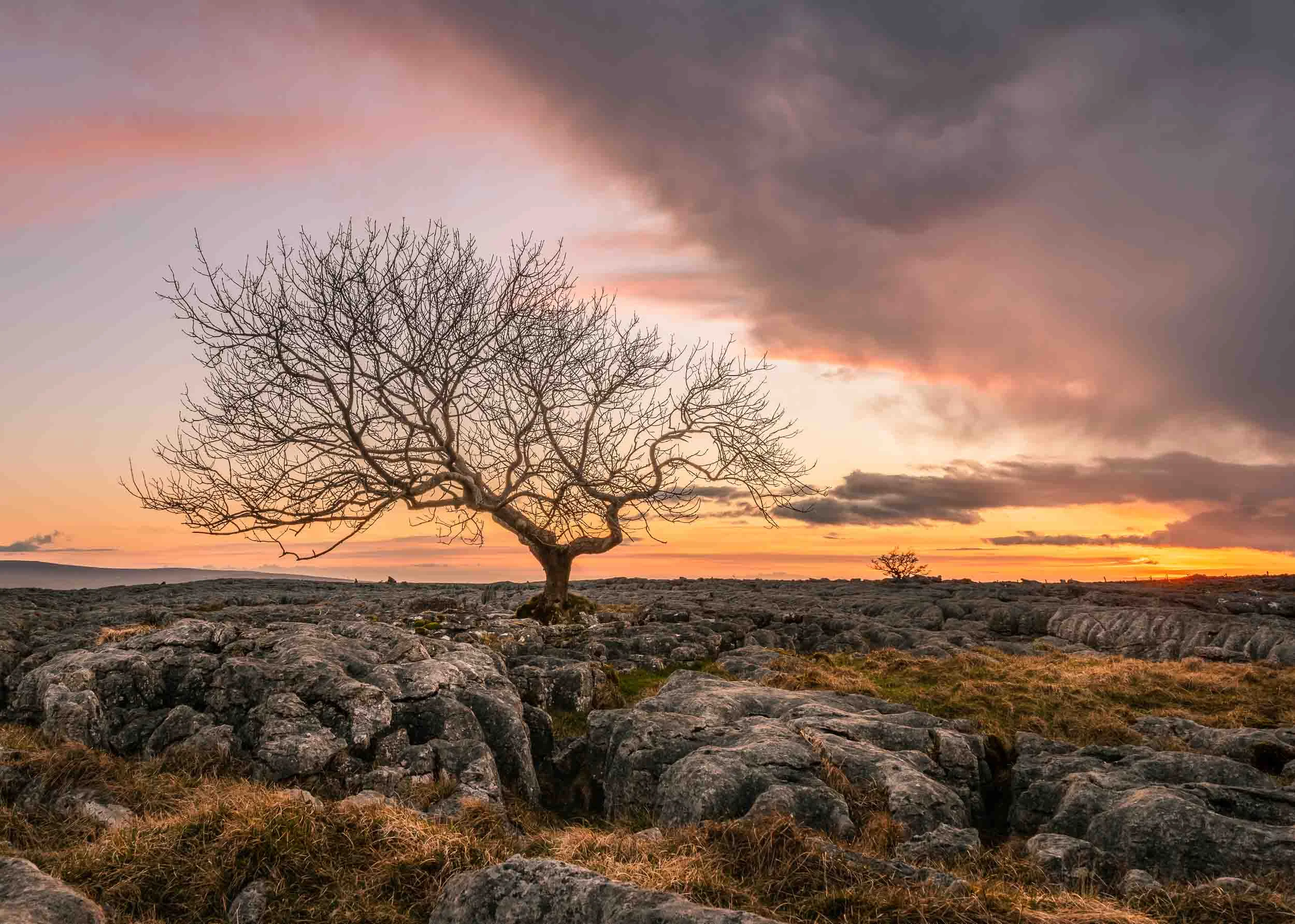 lone tree sunset