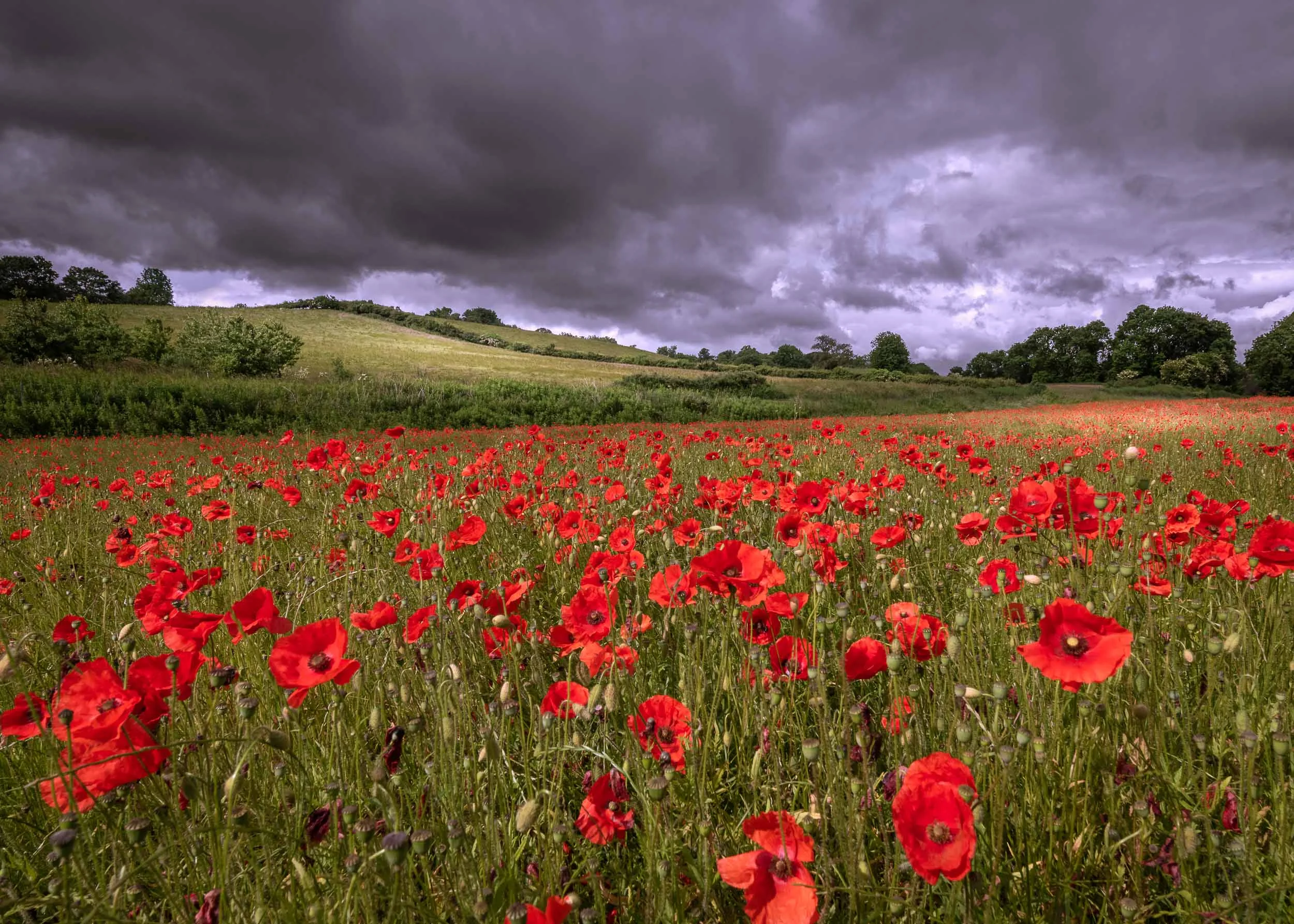 mark-stabler-photography-poppy-field-1.jpg