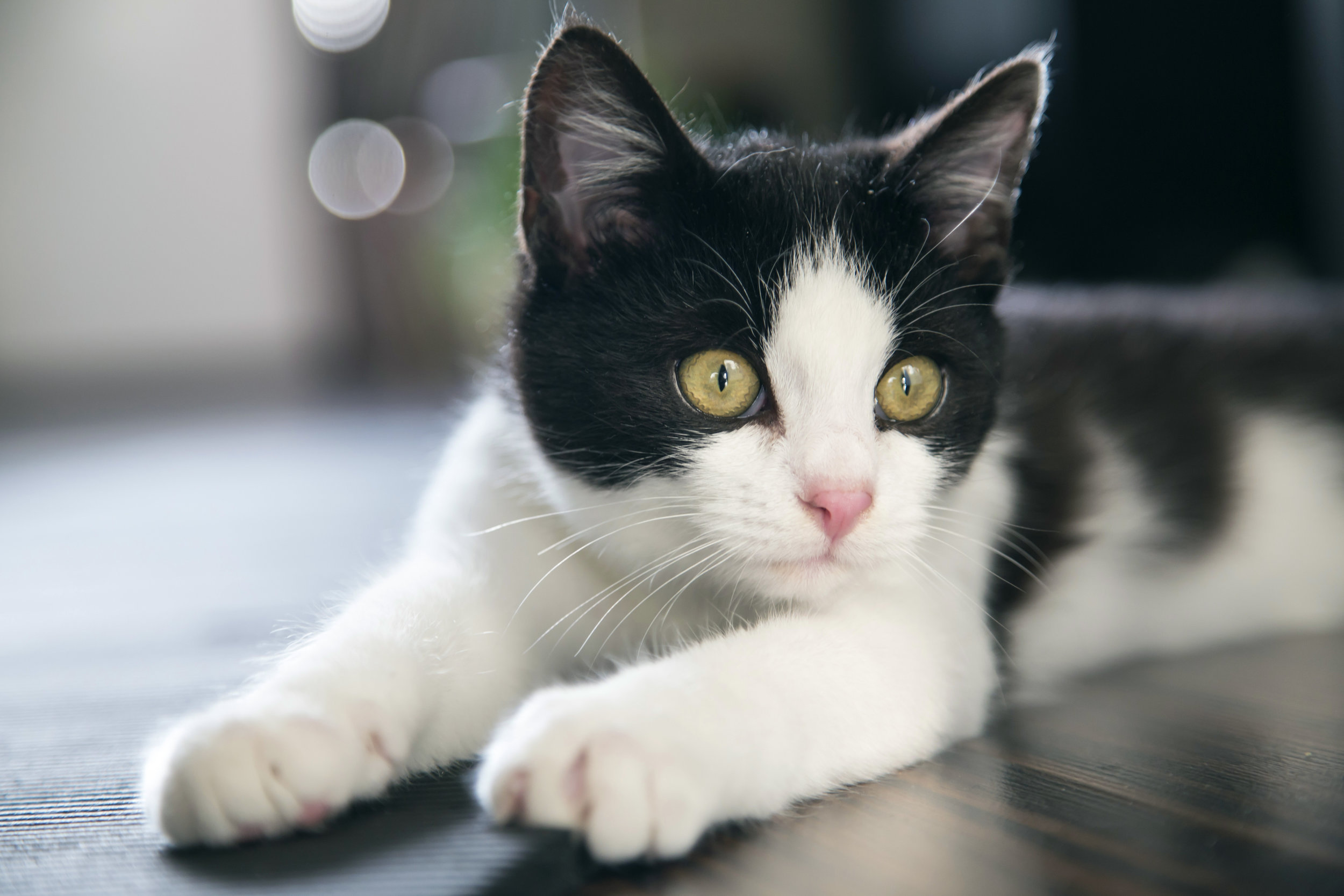 Black & White Cat