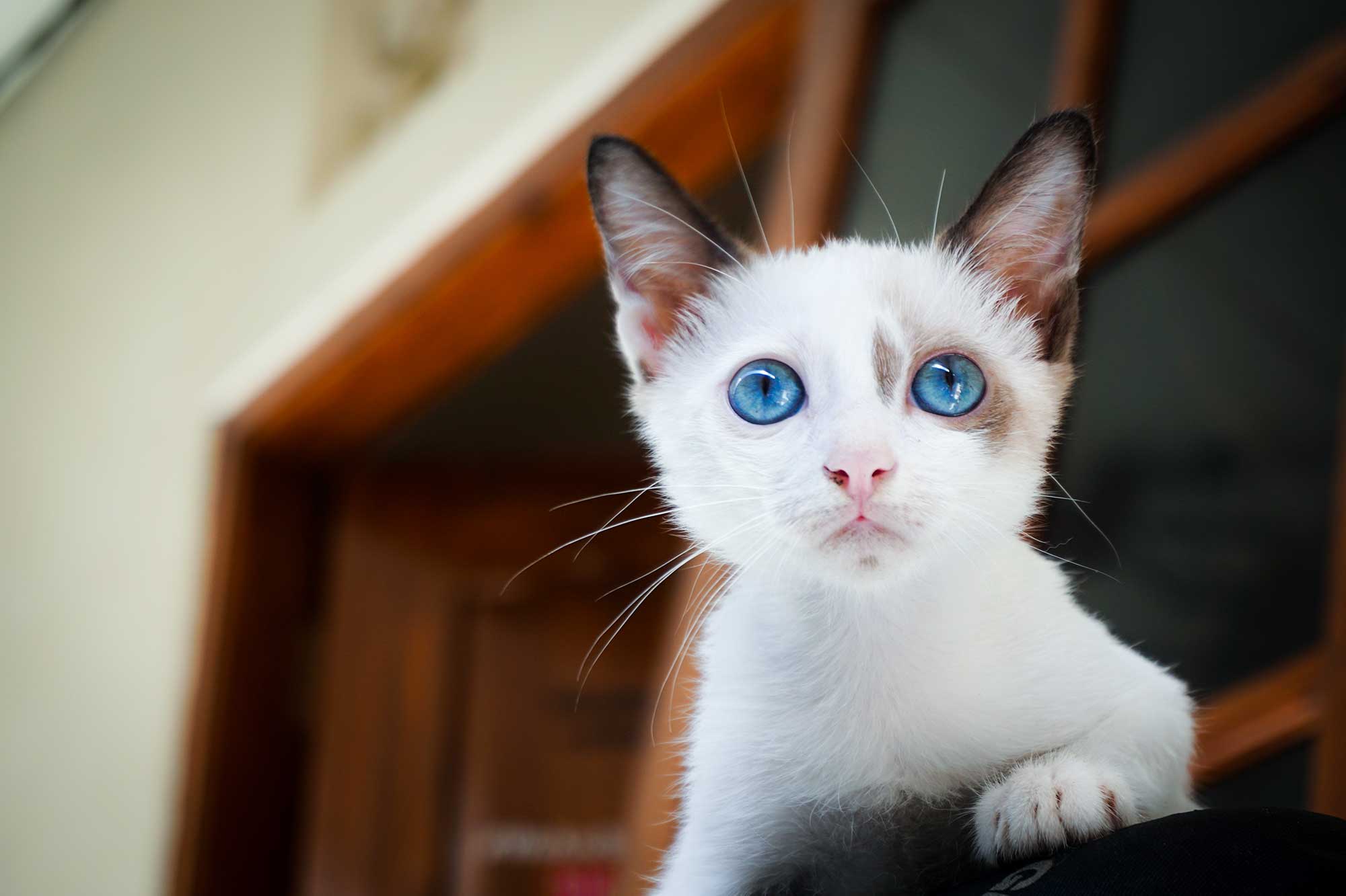 Blue Eyed White Cat