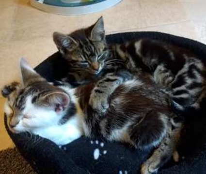Cookie & Chester - Adopted Aug 17