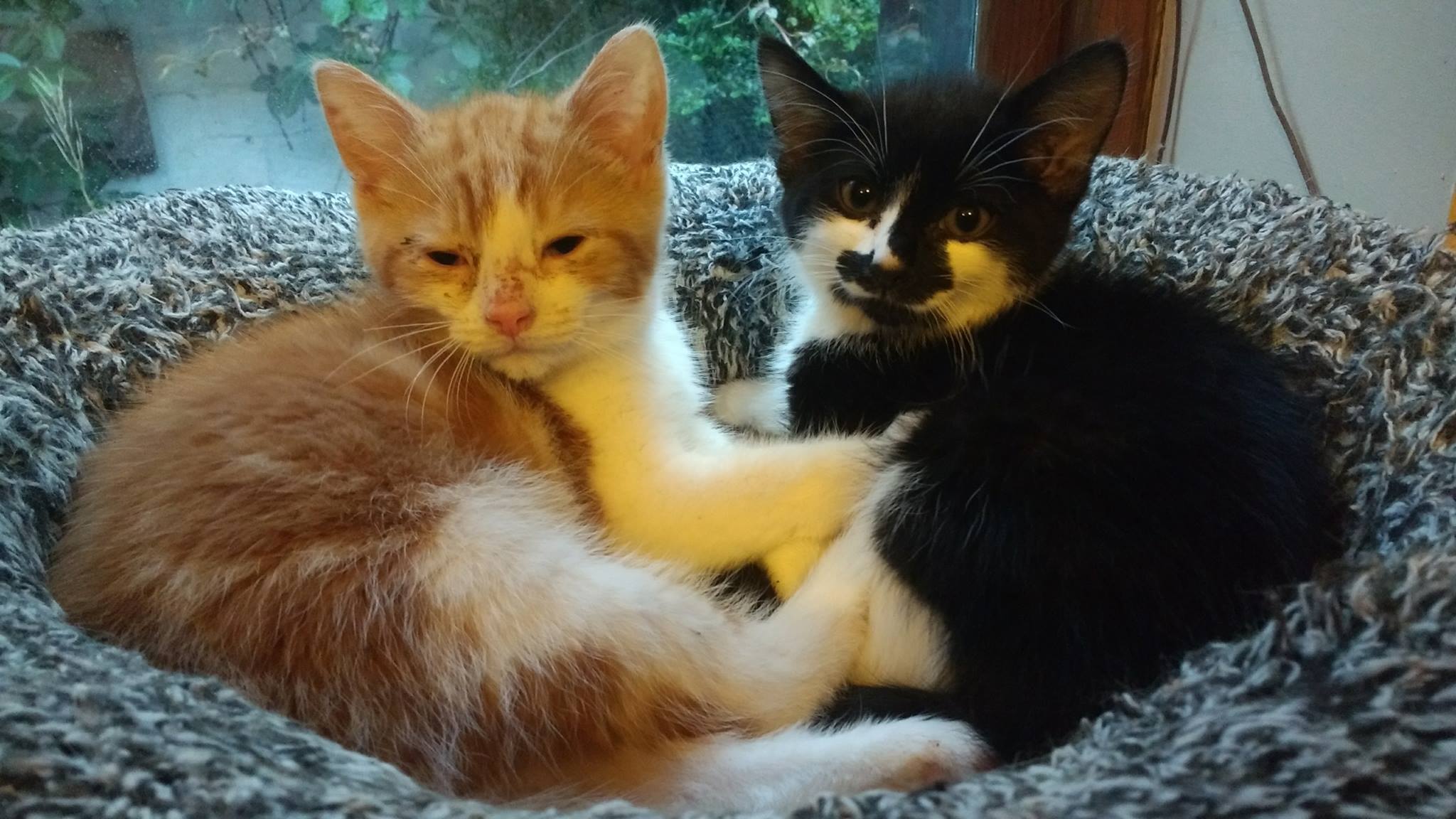Dougal & Ted - Adopted July 17