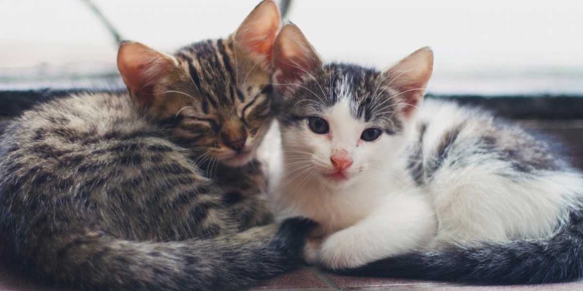 Kittens Adoption Policy Rspca Stourbridge District Branch