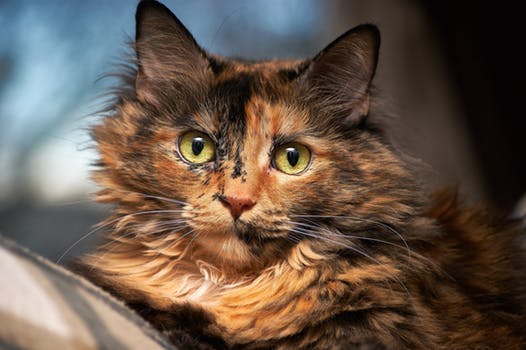 long haired tortie.jpeg