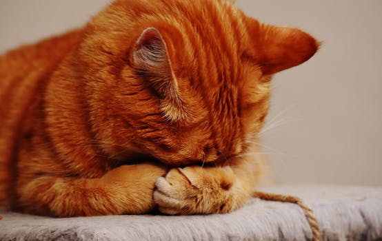 ginger cat head in paws.jpeg
